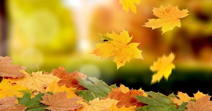 Як казати листОпад чи листопАд: говоримо українською правильно