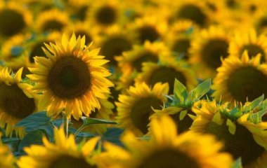 Як правильно висловити подяку українською: чому не можна говорити 
