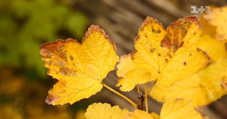 Як підготувати грядки та рослини до зимового сезону