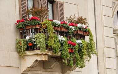 7 растений для балкона, которые будут цвести до осени