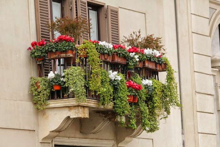 7 растений для балкона, которые будут цвести до осени