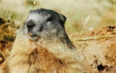 Весна чи зима: чому 2 лютого весь світ чекає на прогноз одного бабака