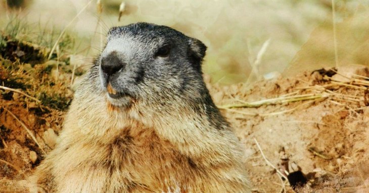 Весна чи зима: чому 2 лютого весь світ чекає на прогноз одного бабака