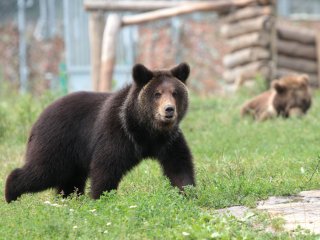 В США медвежонок искупался в декоративном пруду (ВИДЕО)