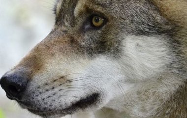 У школі учневі дозволили ідентифікувати себе вовком