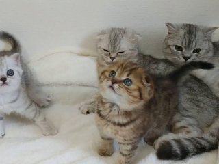 Сети насмешила фотка строгой мамы-кошки (фото)