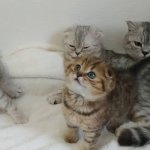 Сети насмешила фотка строгой мамы-кошки (фото)