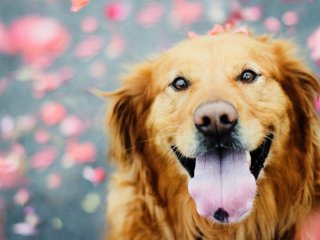 Очаровательного золотистого ретривера посадили на диету (ВИДЕО)