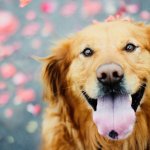 Очаровательного золотистого ретривера посадили на диету (ВИДЕО)