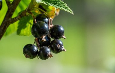 Вино зі смородини: як приготувати смачний напій без консервантів