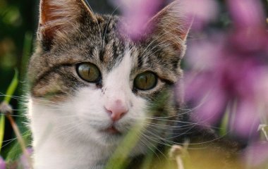 Кіт постійно приходить до вашого будинку не просто так: що його приваблює