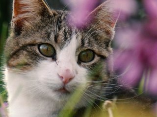 Кіт постійно приходить до вашого будинку не просто так: що його приваблює