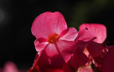 Квіти, що захищають оселю від зла та негатива