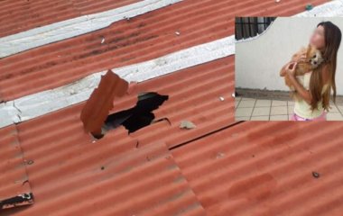 Померанський шпіц випав із 12-го поверху і дивом не отримав жодної травми – фото