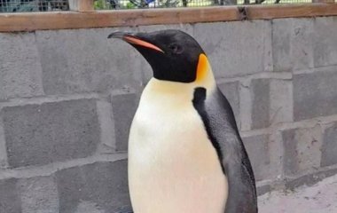 Пінгвін вперше здійснив рекордний заплив з Антарктиди: куди він дістався (фото)