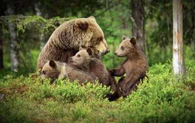 Видео: канадец вежливо попросил медведей уйти в лес