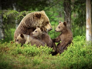 Видео: канадец вежливо попросил медведей уйти в лес