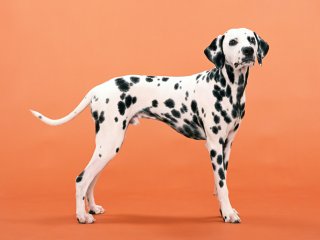 Сети покорила «собачий вальс» от талантливого далматинца (ВИДЕО)