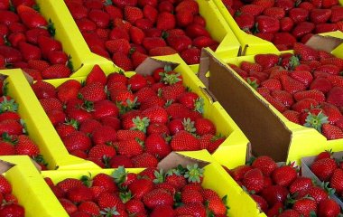 Урожай під загрозою: які культури заважають рости полуниці