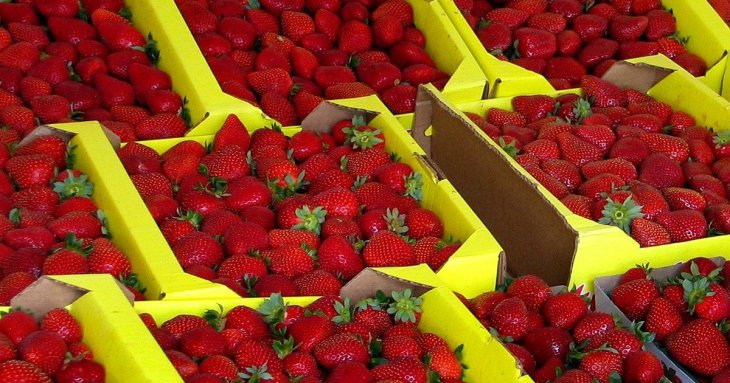 Урожай під загрозою: які культури заважають рости полуниці