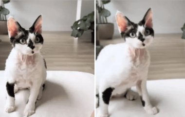 Чоловік узяв з притулку кота, але той виявився 