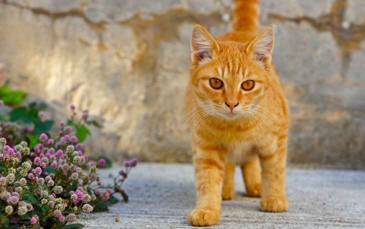 Рыжий кот стал звездой Сетей: хвостатый воришка терроризирует соседей (ФОТО)
