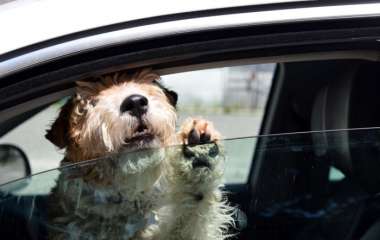 В США пьяный водитель посадил за руль собаку во избежание ареста