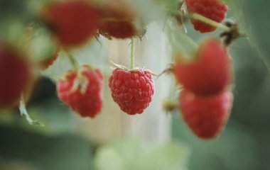 На першому місці зовсім не авокадо: лікарі назвали продукт, який найкраще підтримує здоров’я кишківника