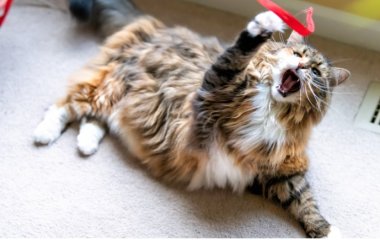 Смешной кот, который ведет себя как капризный ребенок