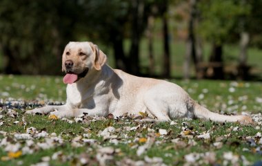 Новый хит: собаки показали, как нужно переходить дорогу (ВИДЕО)