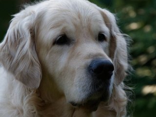 Десять звуків, які собаки терпіти не можуть: що може налякати вашого улюбленця