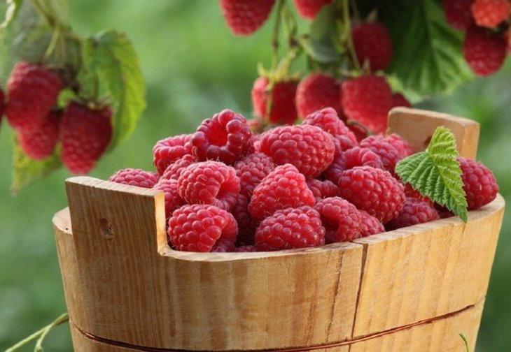 Расти, ягода, большая и сладкая: чем подкармливать малину в июне