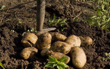 Коли краще садити картоплю: до чи після Великодня — що кажуть експерти