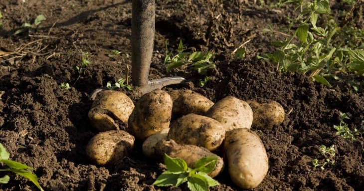 Коли краще садити картоплю: до чи після Великодня — що кажуть експерти