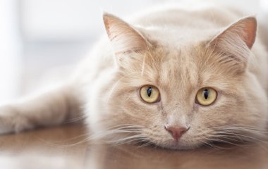 Сети насмешили коты, пристально наблюдающие за игрой в мяч (ВИДЕО)