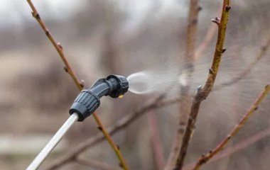 Перша обробка саду навесні: чим кропити від шкідників та хвороб