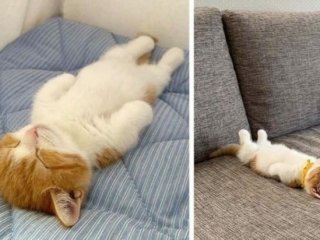 Сеть рассмешил котенок, который спит как человек (ФОТО)