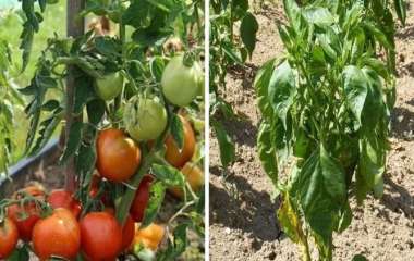 Как спасти последний урожай перца и помидоров осенью от увядания