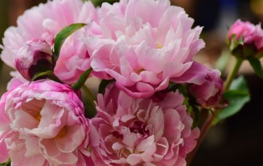 Як зробити так, щоб півонії в вазі не в’янули до 2 тижнів: прості та перевірені способи