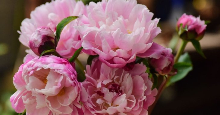 Як зробити так, щоб півонії в вазі не в’янули до 2 тижнів: прості та перевірені способи