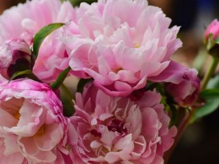 Як зробити так, щоб півонії в вазі не в’янули до 2 тижнів: прості та перевірені способи