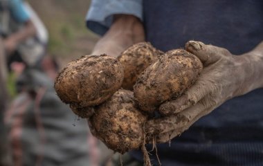 З одного куща збиратимете декілька відер бульб: найкращі сорти картоплі для рекордного урожаю