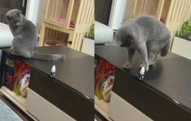 Сети насмешила борьба кота с желанием сбросить со стола бутылку (ВИДЕО)