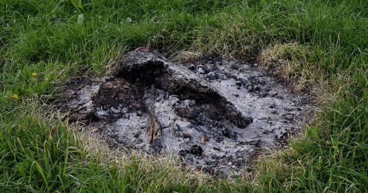Виявляється, ми часто робимо неправильно: помилки під час внесення золи в ґрунт