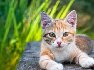 8 продуктів, які можуть бути токсичними для котів: ветеринари назвали найнебезпечніші
