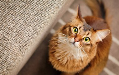Сети покорил кот, который подал кольца на свадьбе хозяина (ВИДЕО)
