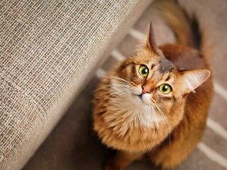 Сети покорил кот, который подал кольца на свадьбе хозяина (ВИДЕО)