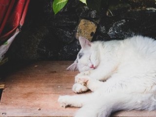 Чому коти сплять згорнувшись калачиком: несподівані причини такої поведінки