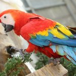 Новый хит: забавная реакция собаки на знакомство с попугаем (ВИДЕО)