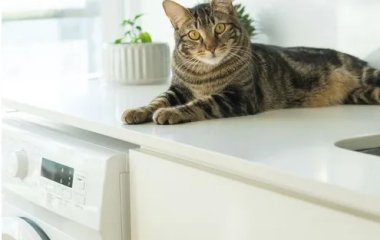 Четыре эффективных способа, чтобы удалить шерсть домашних животных из стиральной машины